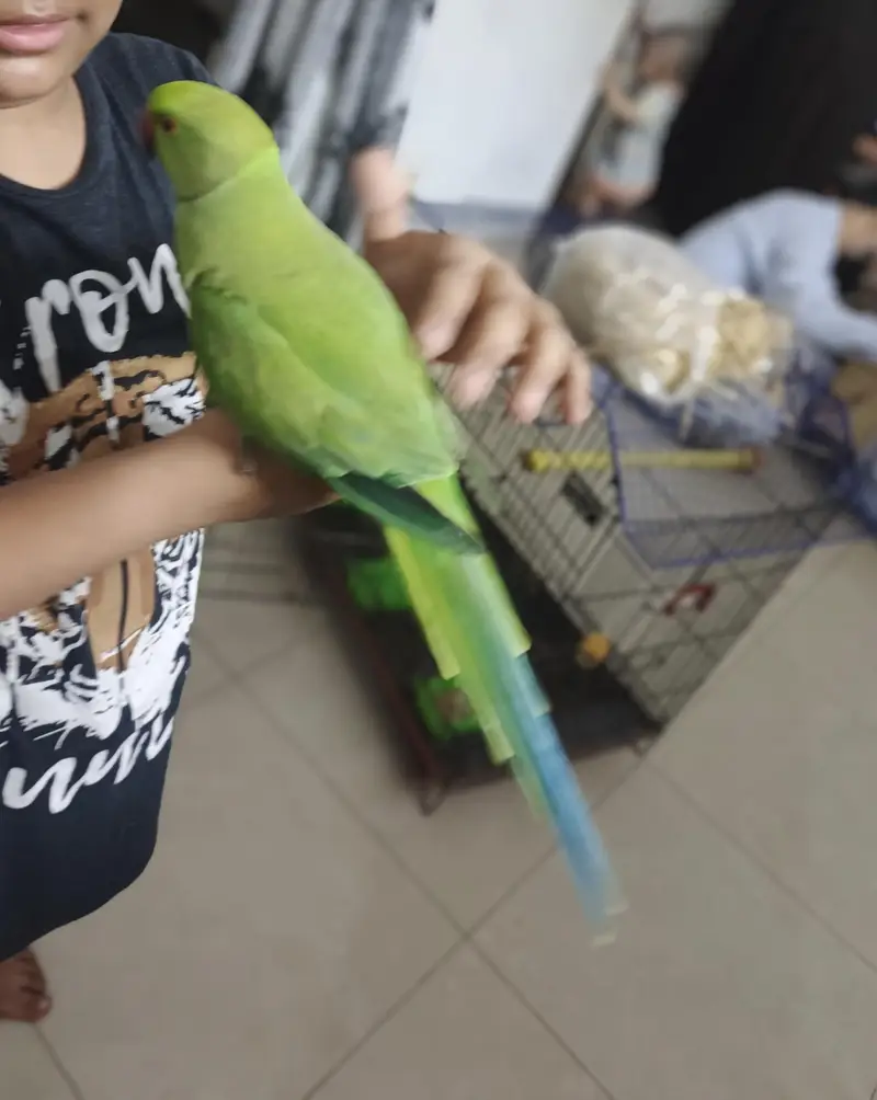 male parrot — photo 3