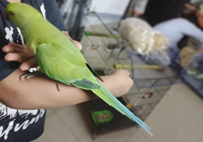 male parrot — photo 4