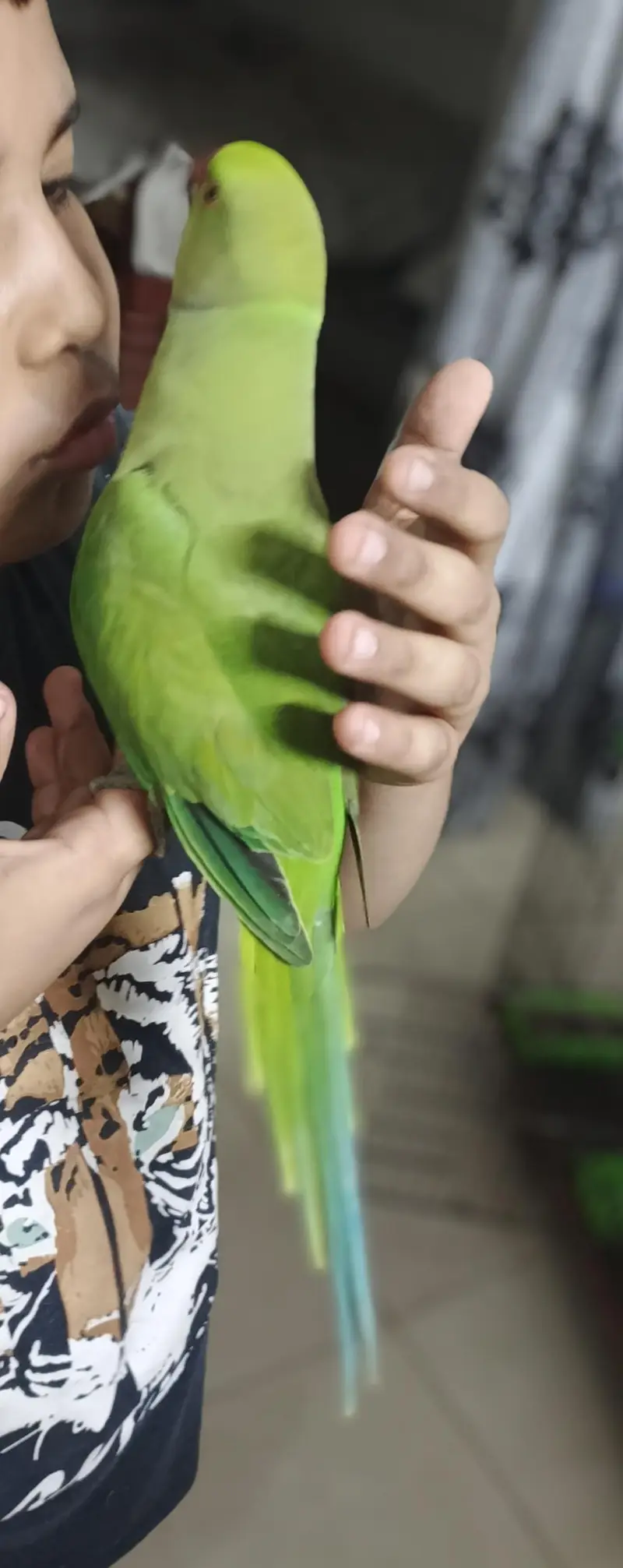 male parrot — photo 5