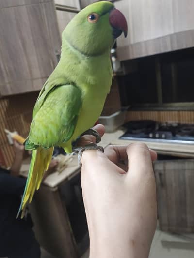 male parrot