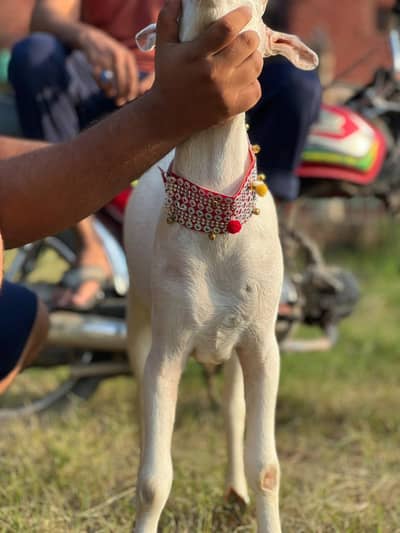 TEDA 6 month white eye