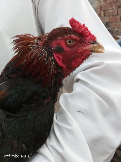 Assel hens all setup for sale