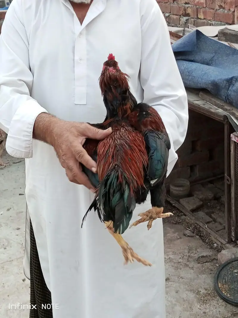 Assel hens all setup for sale — photo 2