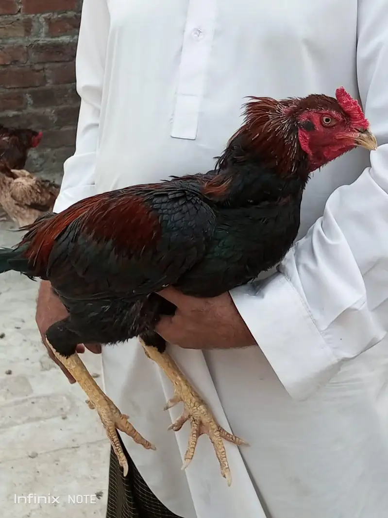 Assel hens all setup for sale — photo 3