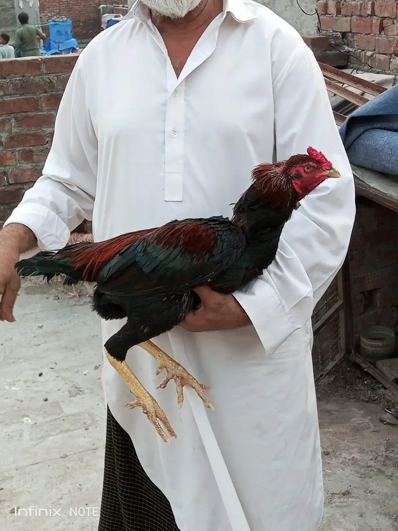 Assel hens all setup for sale — photo 4