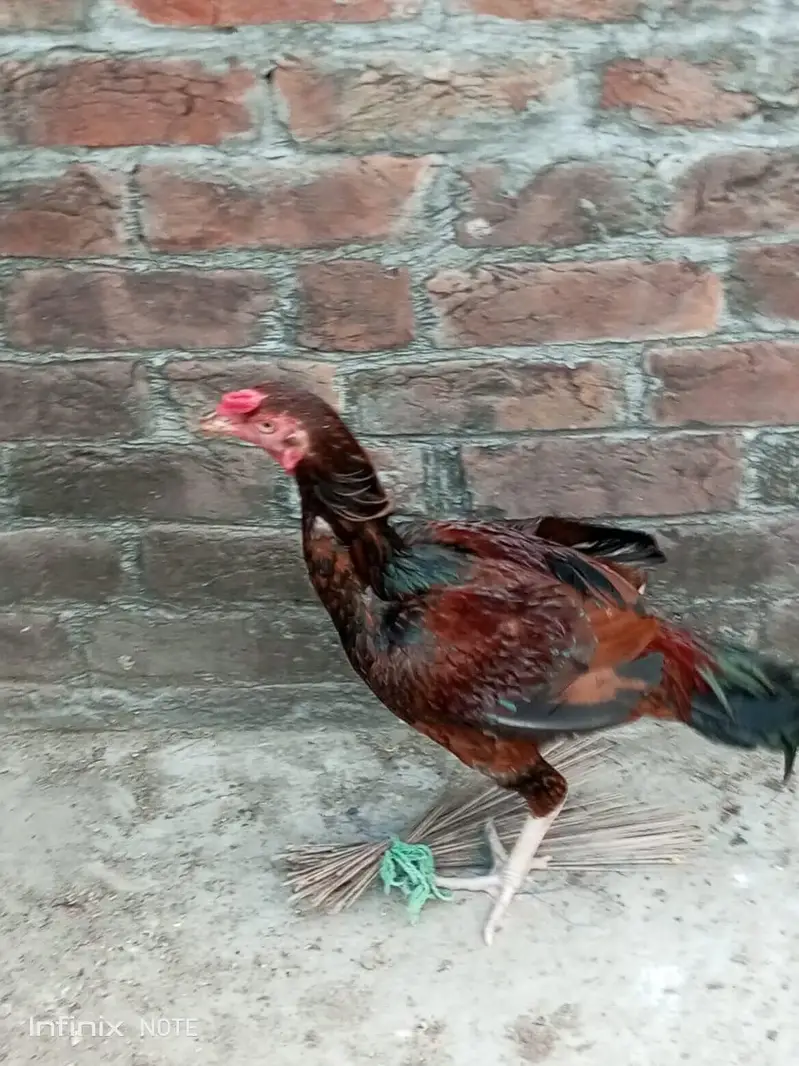 Assel hens all setup for sale — photo 6