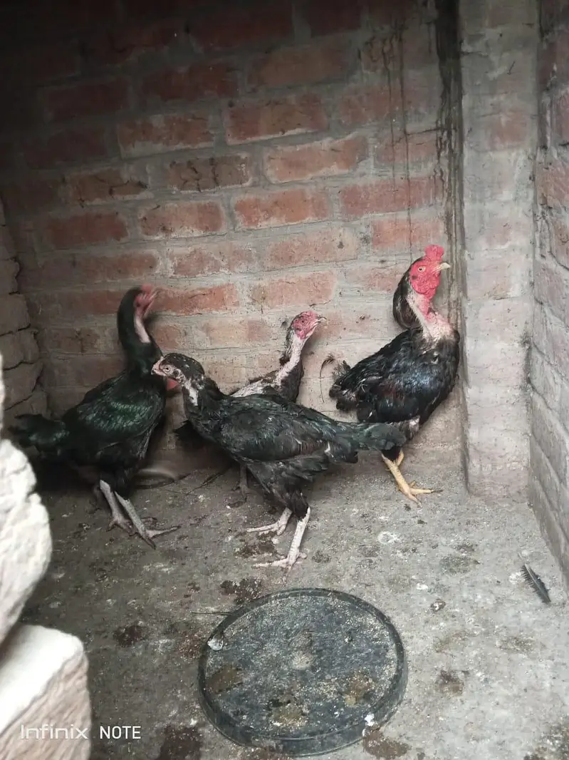 Assel hens all setup for sale — photo 8