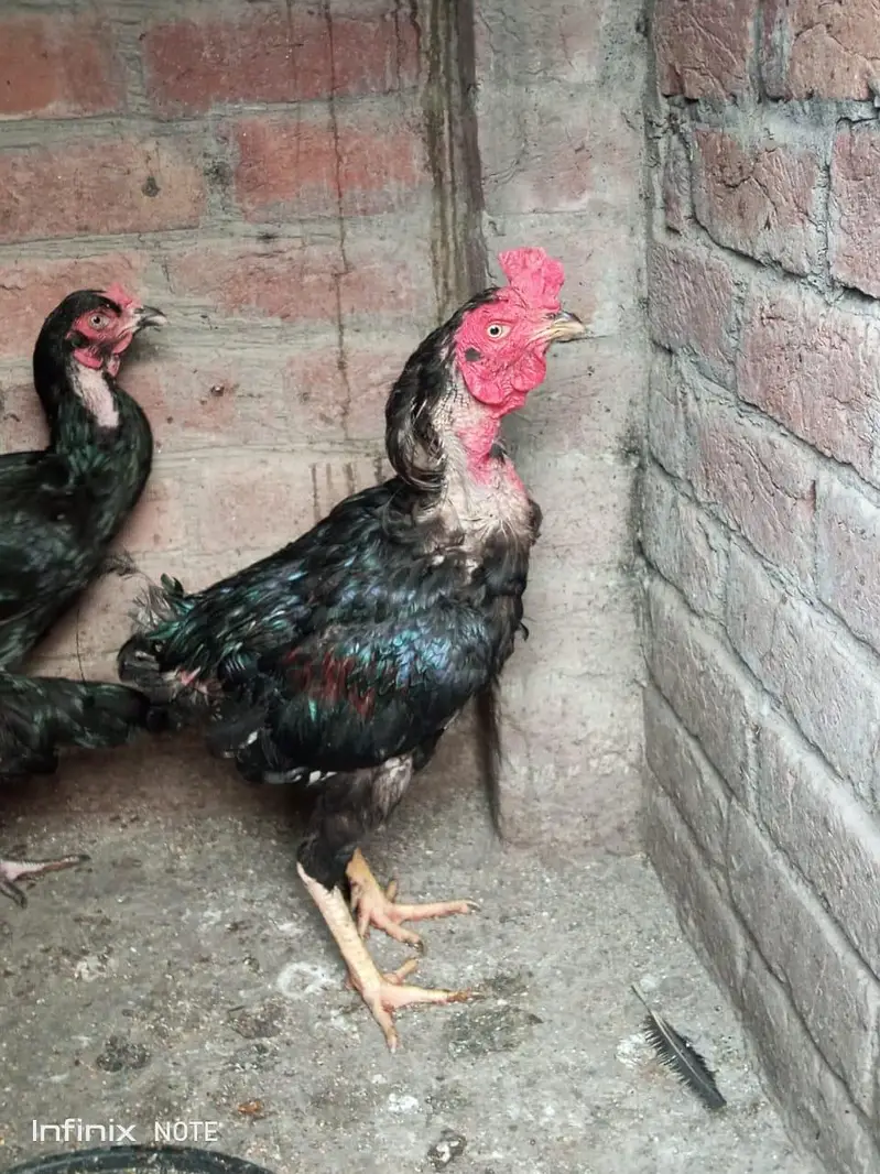 Assel hens all setup for sale — photo 9