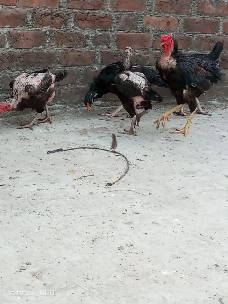 Assel hens all setup for sale — photo 10