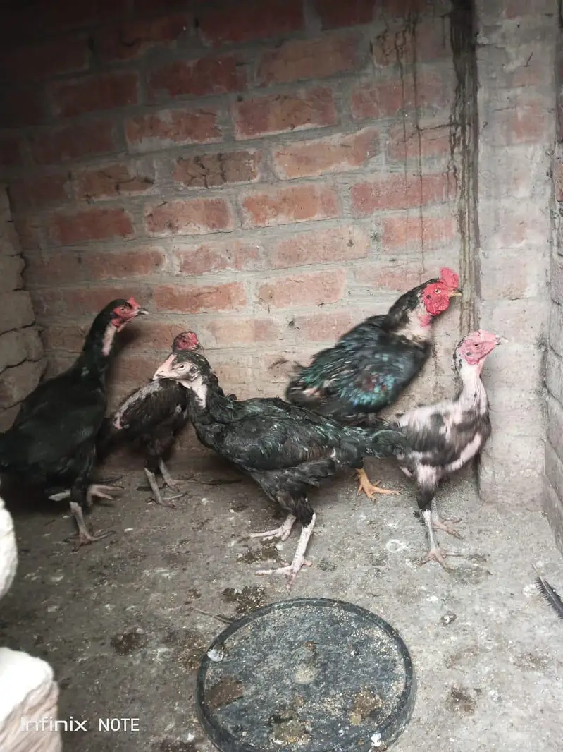 Assel hens all setup for sale — photo 11
