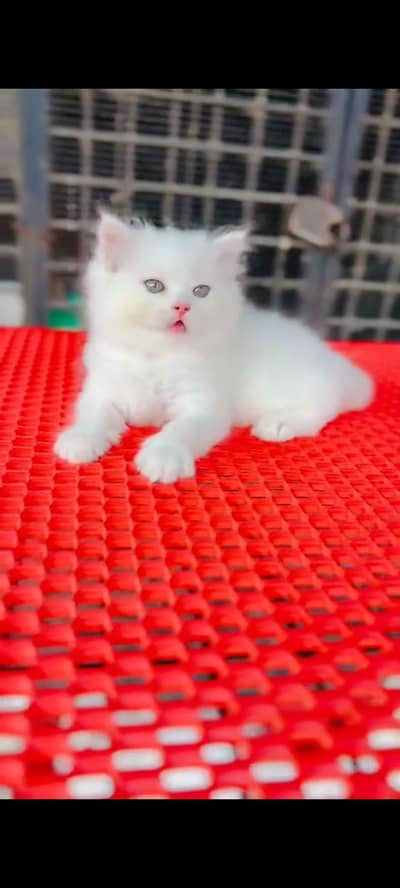 Persian cat for sale male or female my WhatsApp number
