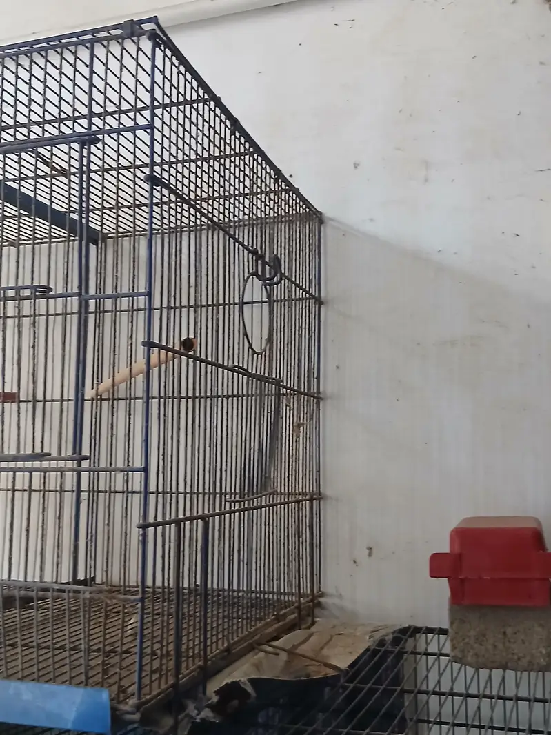 Cages & Cocktail — photo 3