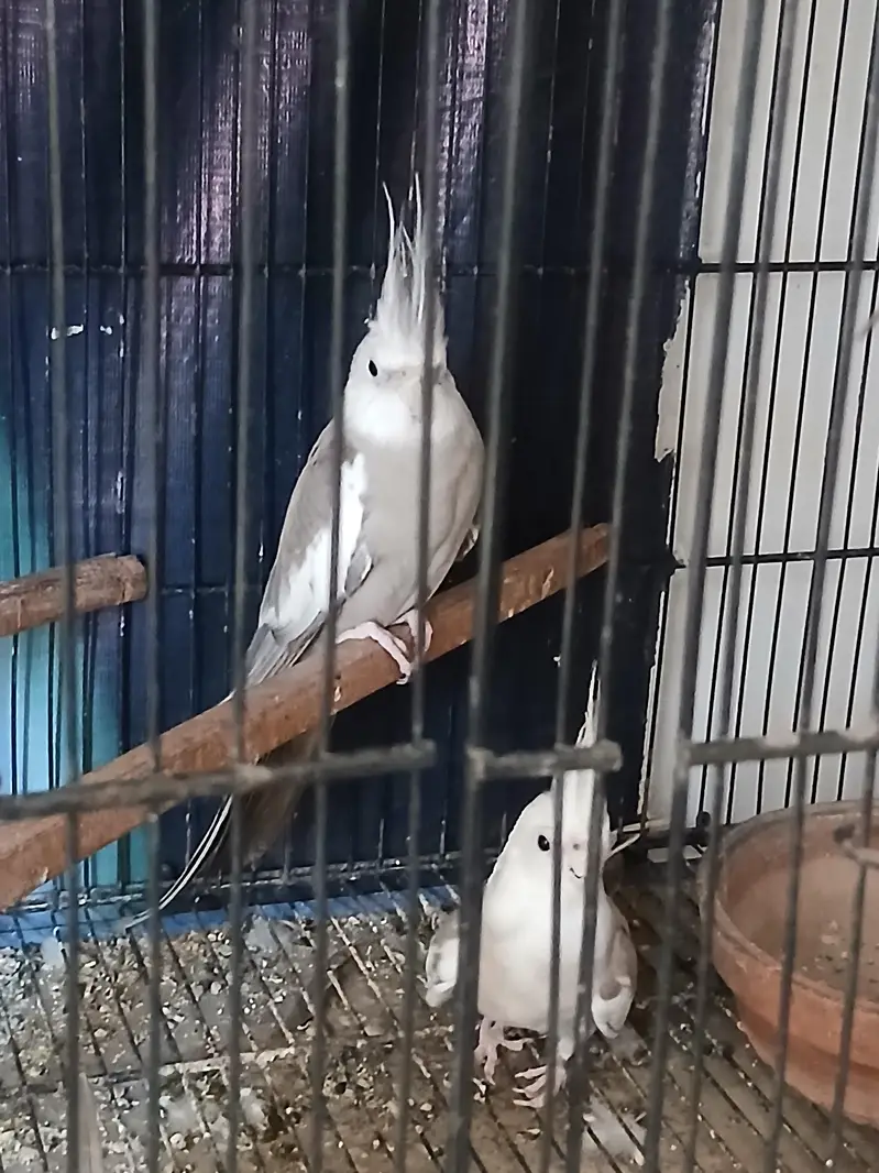 Cages & Cocktail — photo 4