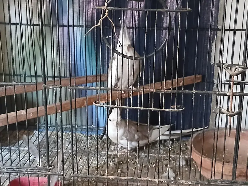 Cages & Cocktail — photo 5