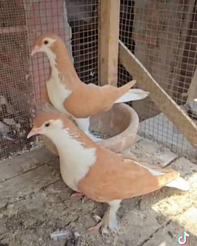 Lal Sherazi Pair