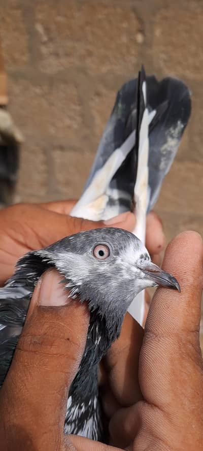 High Flyer Pigeons