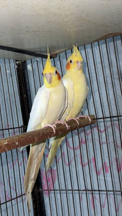 Beautiful pair no 03146000146