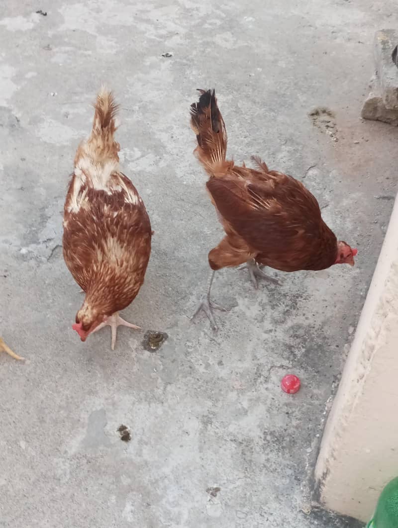 Hen's 0