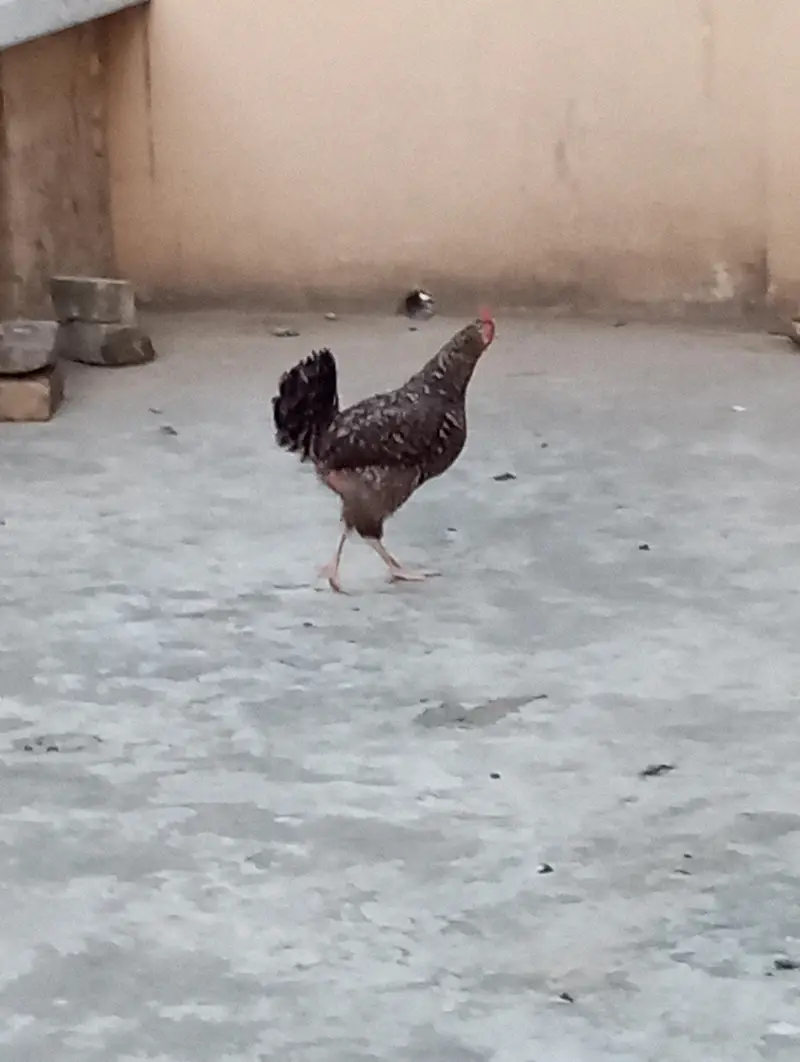 Hen's — photo 2