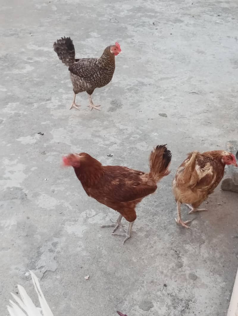 Hen's 2