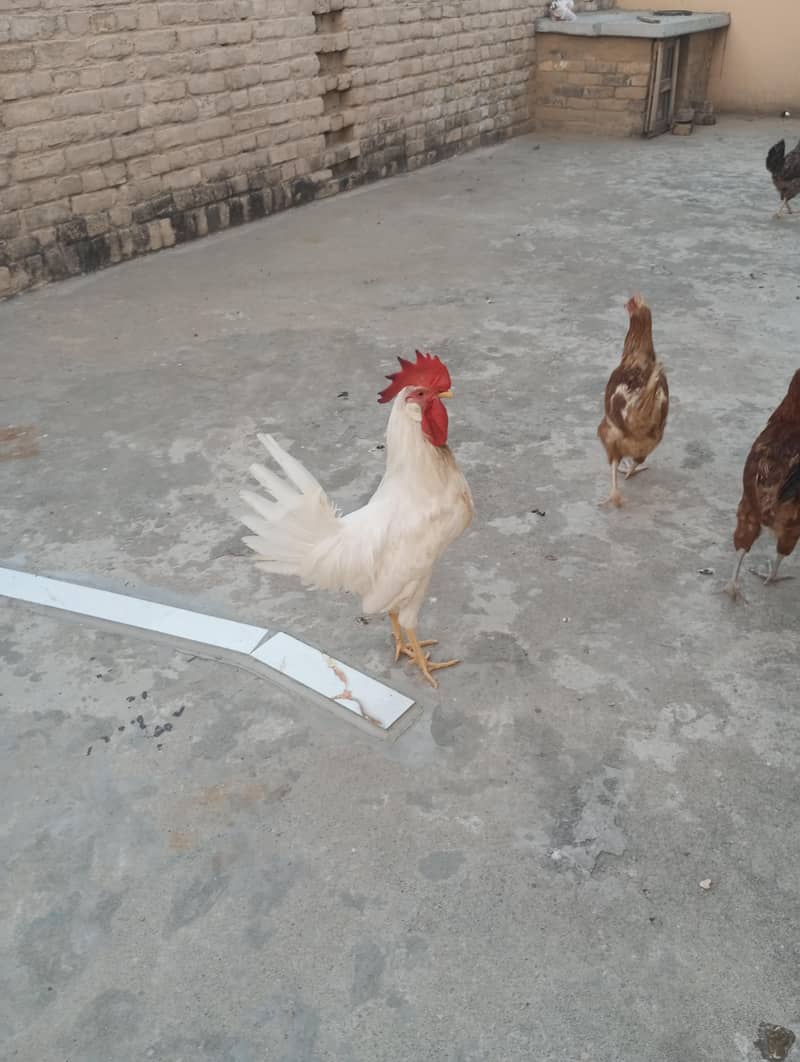 Hen's 3