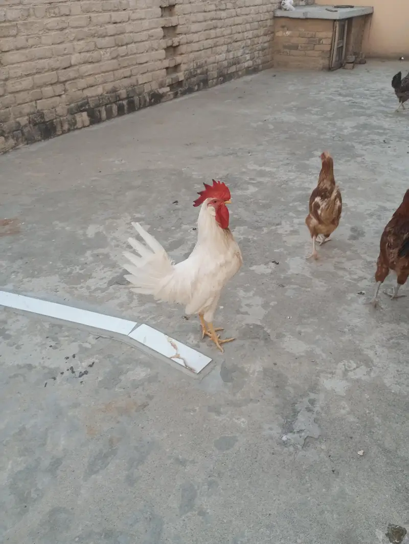 Hen's — photo 4