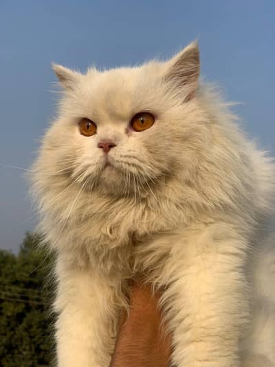 Punch face male for sale.