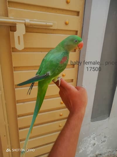 zero bite baby female. . 03170377493