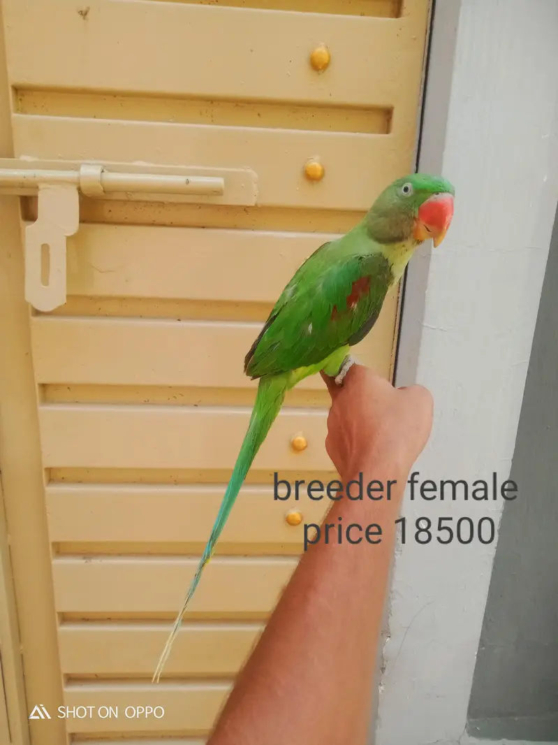 zero bite baby female. . 03170377493 — photo 2