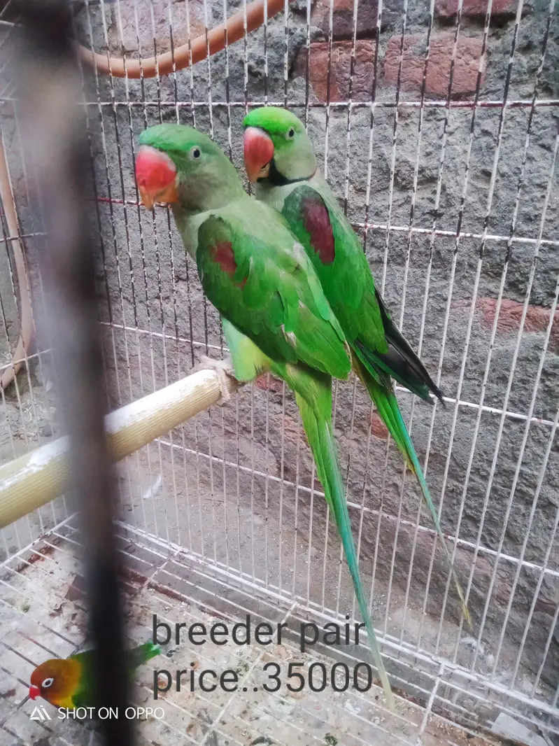 zero bite baby female. . 03170377493 — photo 3