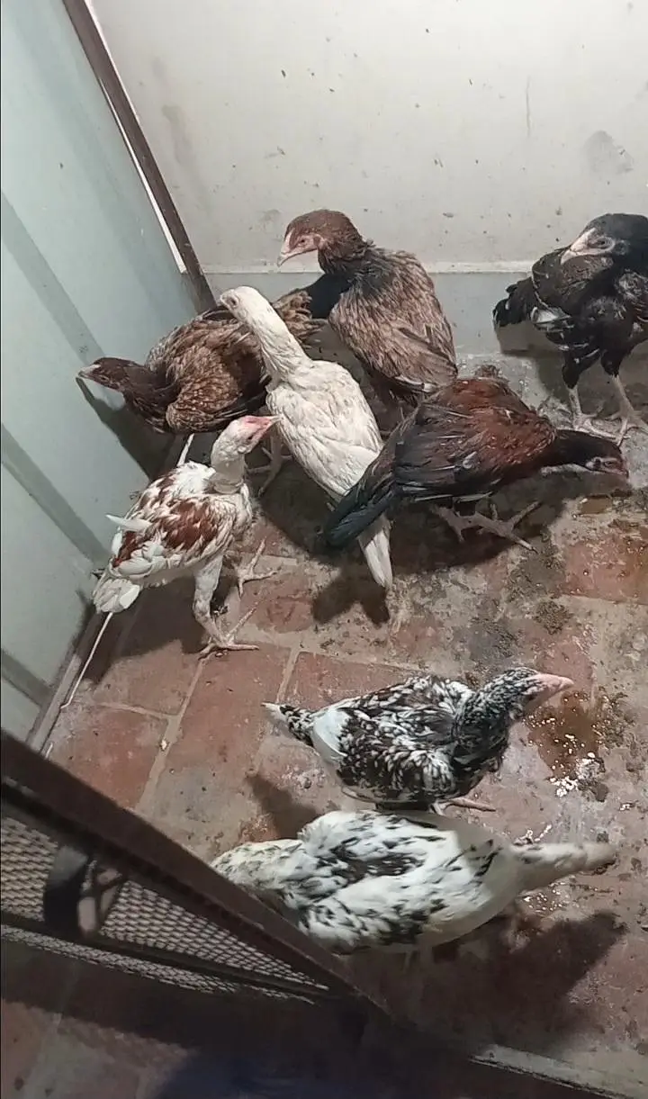 Saleti Madi and Chicks — photo 7