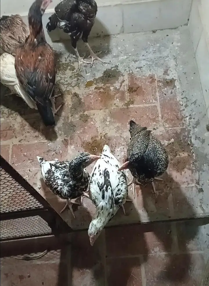 Saleti Madi and Chicks — photo 8