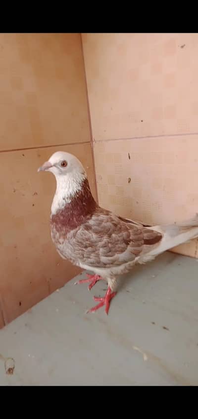 Lal golla female ablakh