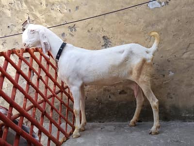 Rajanpuri Goat