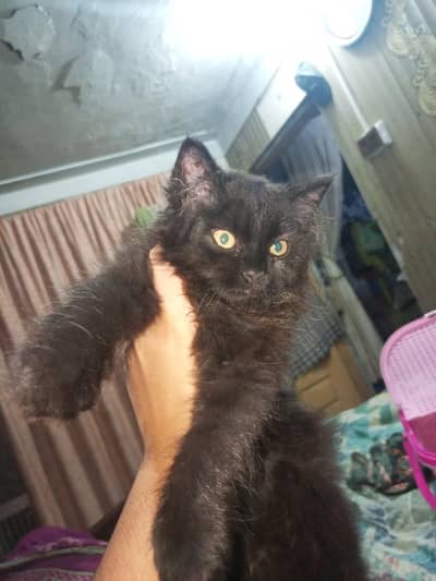 black baby triple coat contact no. 03091199685