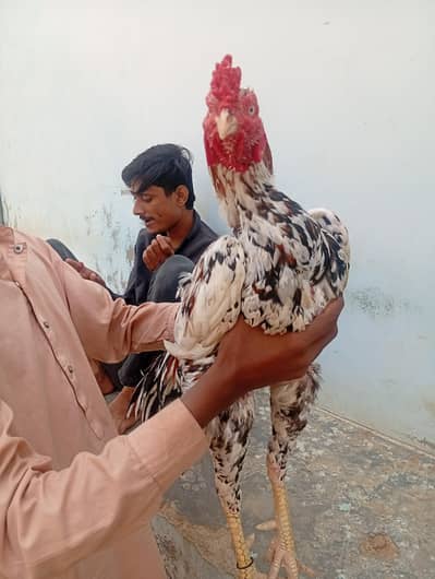 pure assle phulya