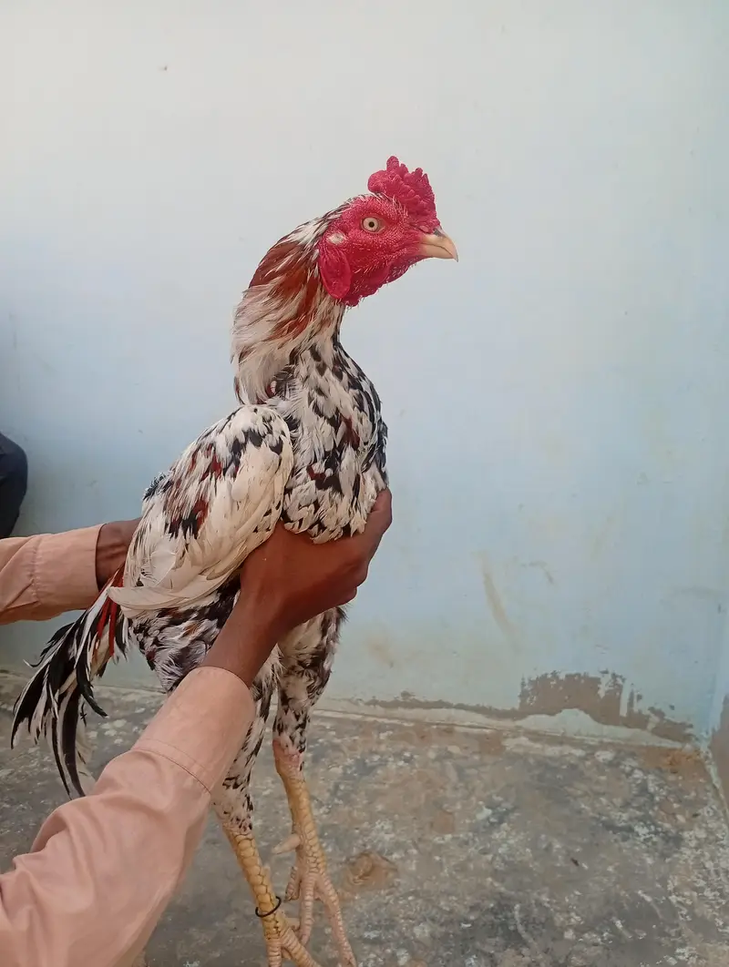 pure assle phulya — photo 2