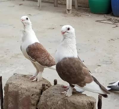 sentient pigeons for sale
