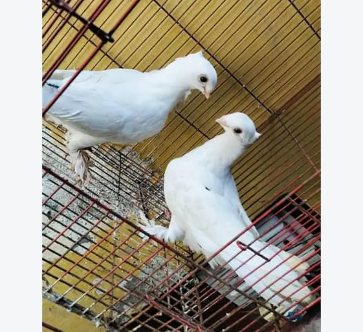 sentient pigeons for sale — photo 2
