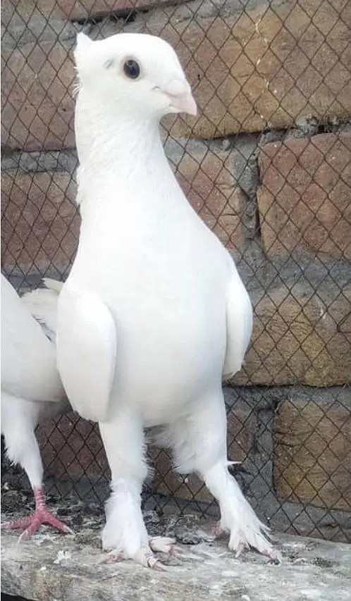 sentient pigeons for sale — photo 3