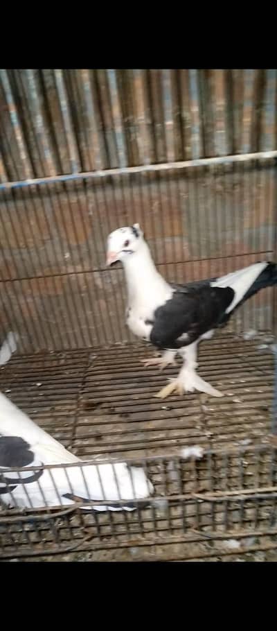 sentient pigeons for sale