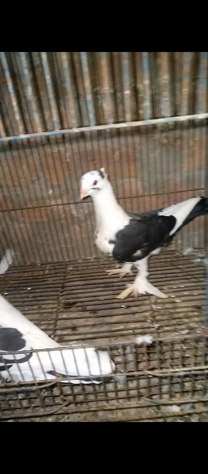 sentient pigeons for sale — photo 4