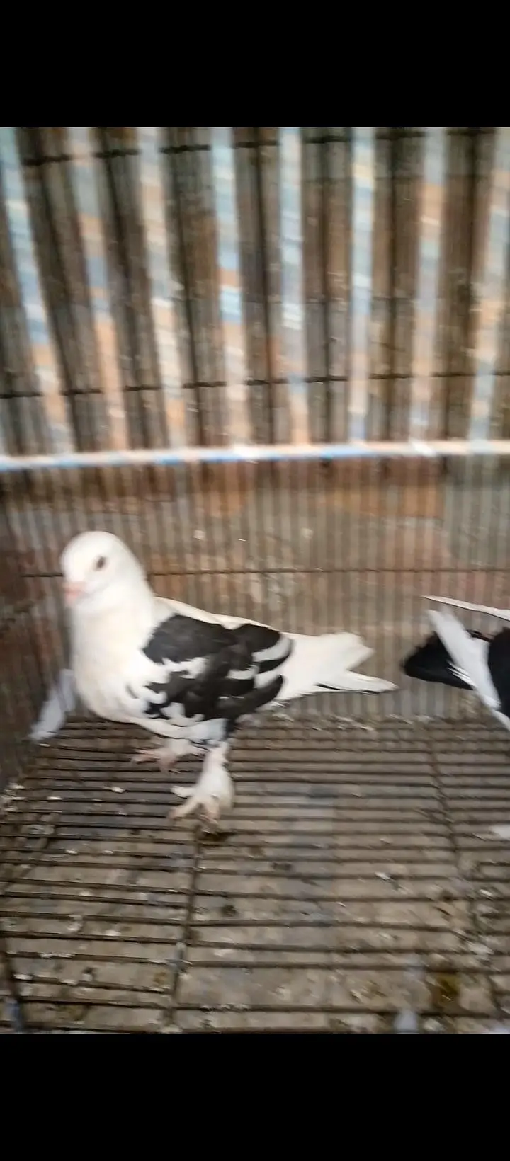 sentient pigeons for sale — photo 5