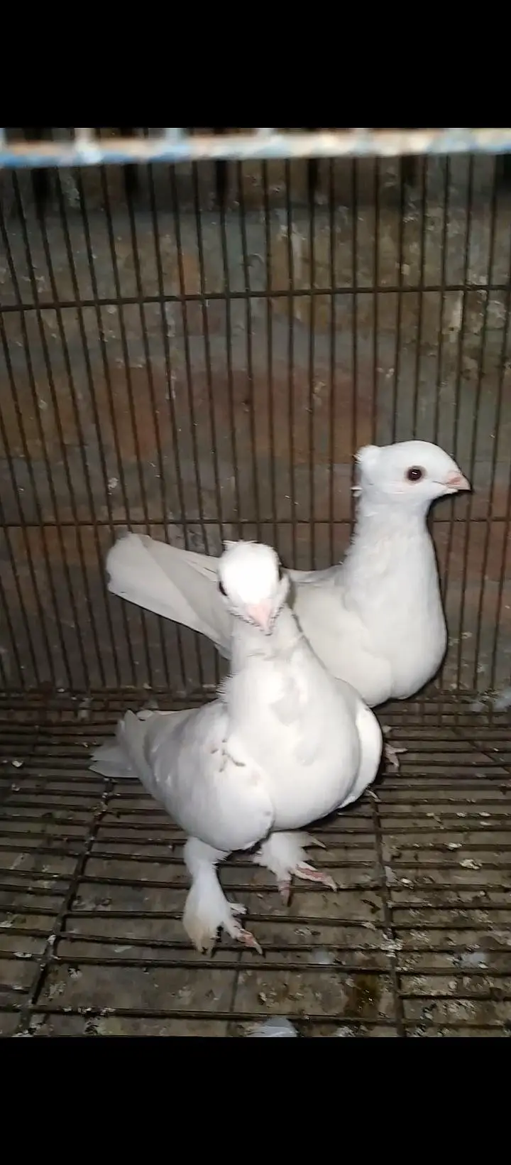 sentient pigeons for sale — photo 6