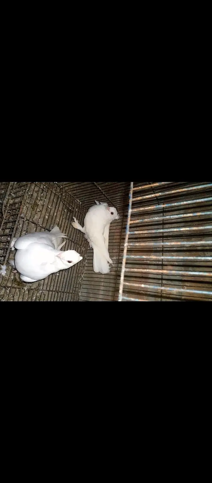 sentient pigeons for sale — photo 7