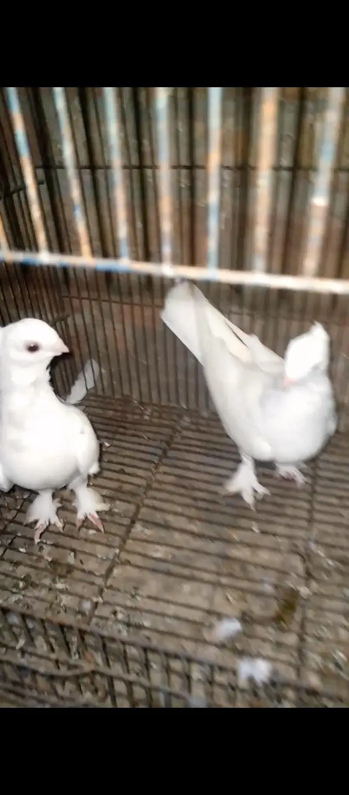 sentient pigeons for sale — photo 10