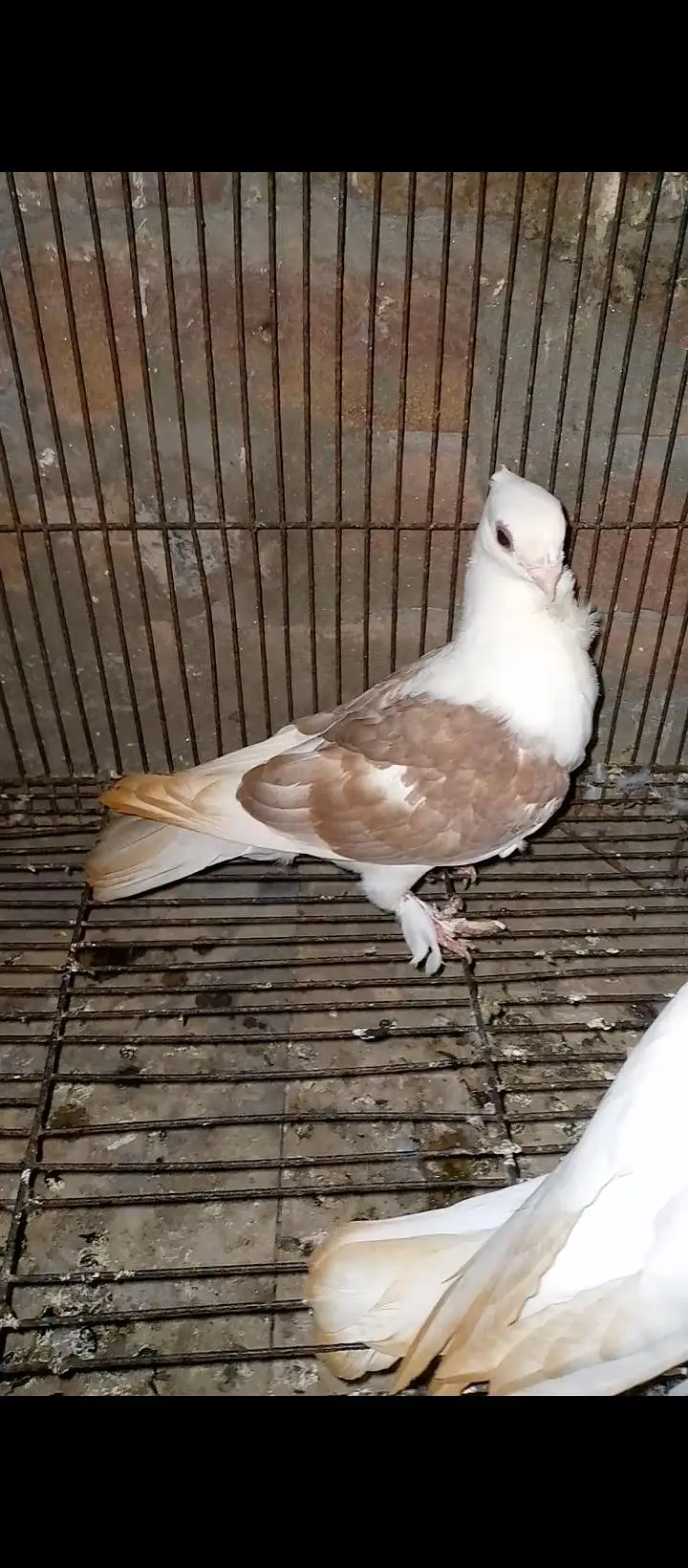 sentient pigeons for sale — photo 11
