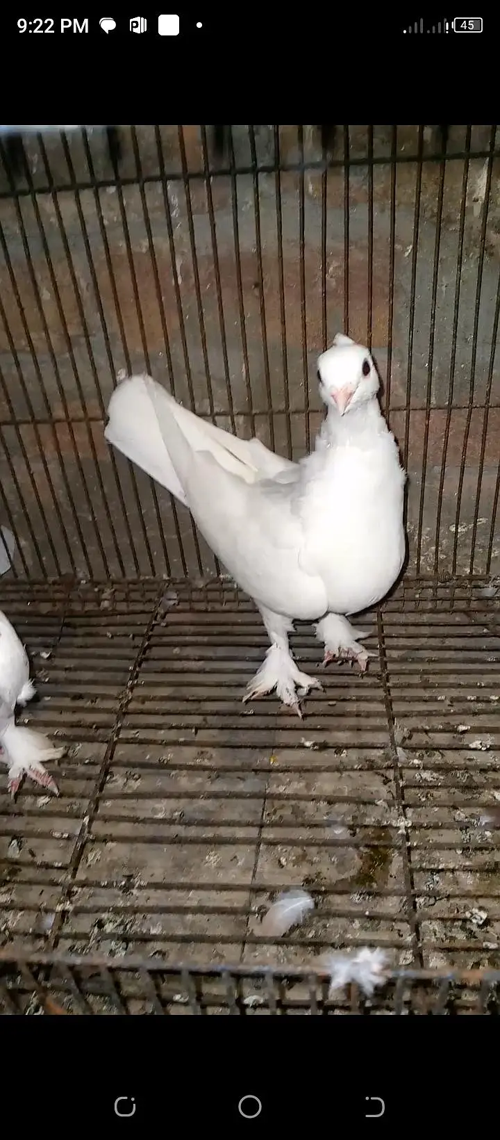 sentient pigeons for sale — photo 12