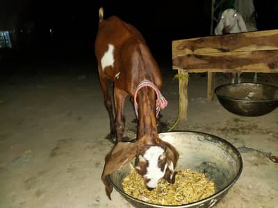 bakri
