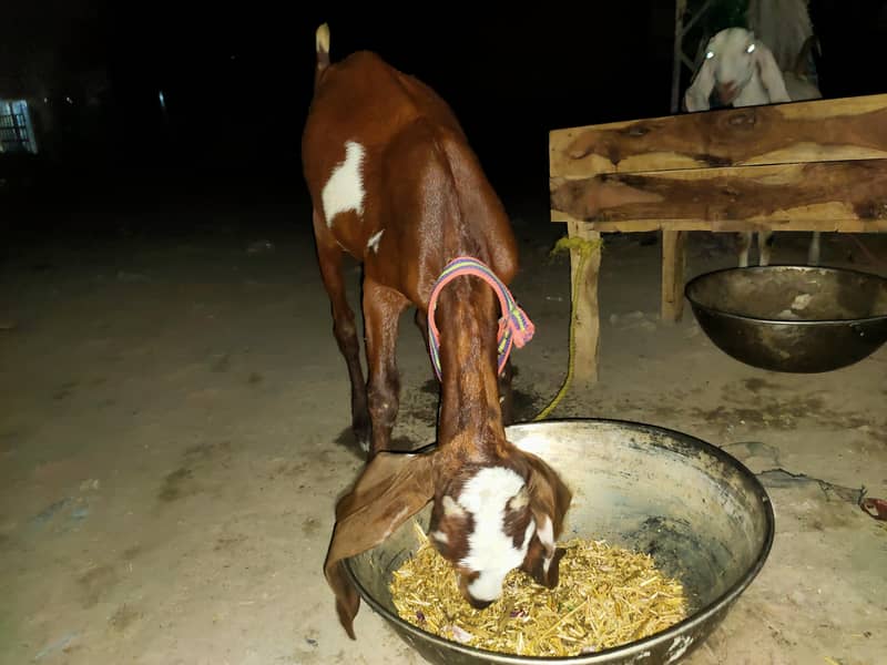 bakri 0
